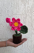 Lotus pot