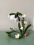 Bellis | DIY Kiy
